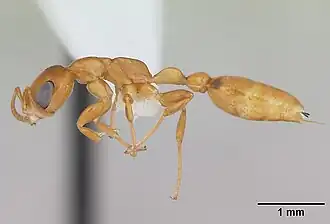 Pseudomyrmex flavidulus
