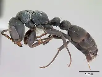Pseudomyrmex fortis