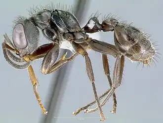 Pseudomyrmex godmani