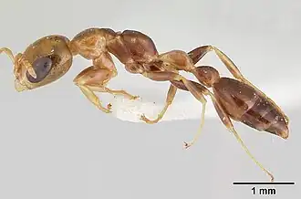 Pseudomyrmex holmgreni