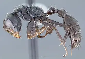 Pseudomyrmex hospitalis