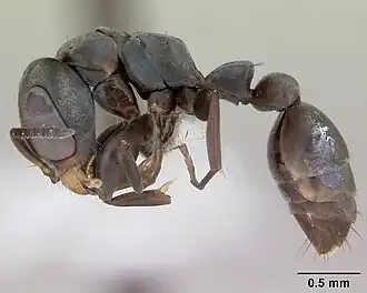Pseudomyrmex ita