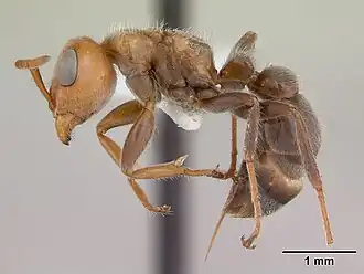 Pseudomyrmex kuenckeli