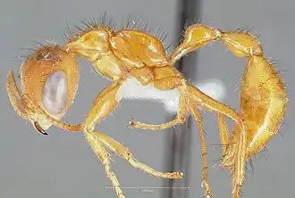 Pseudomyrmex laevigatus