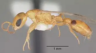 Pseudomyrmex leptosus