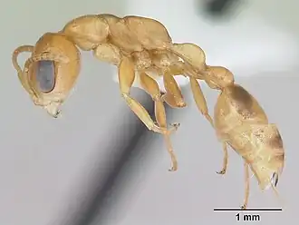 Pseudomyrmex lizeri