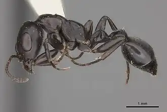 Pseudomyrmex lynceus