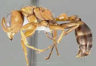 Pseudomyrmex maculatus