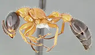 Pseudomyrmex major