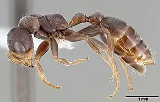 Pseudomyrmex mixtecus