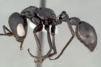 Pseudomyrmex niger