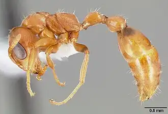 Pseudomyrmex nigrocinctus