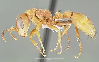 Pseudomyrmex nigropilosus