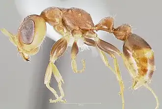 Pseudomyrmex oculatus