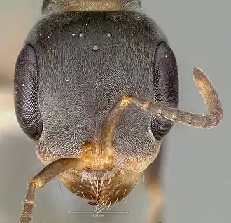 Pseudomyrmex opaciceps