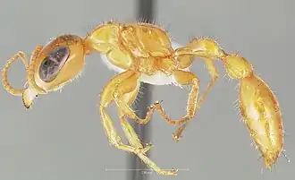 Pseudomyrmex osurus