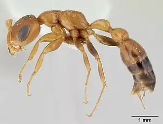 Pseudomyrmex pallens