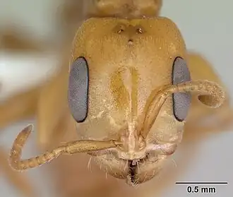 Pseudomyrmex perboscii