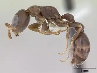 Pseudomyrmex phyllophilus