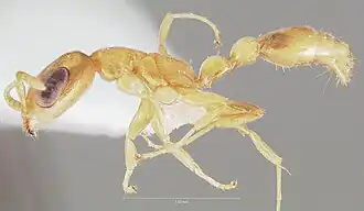 Pseudomyrmex pisinnus