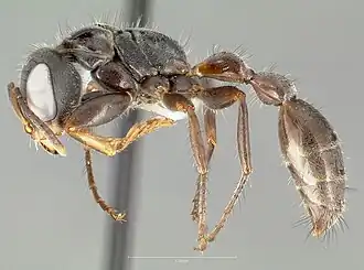 Pseudomyrmex pupa