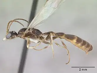 Pseudomyrmex rufiventris