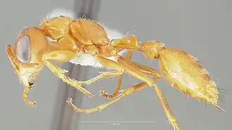 Pseudomyrmex santschii