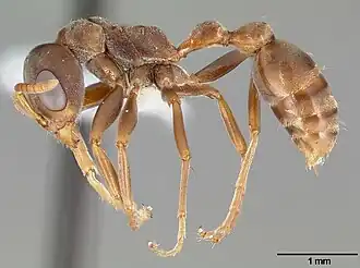 Pseudomyrmex satanicus