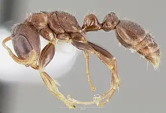 Pseudomyrmex schuppi