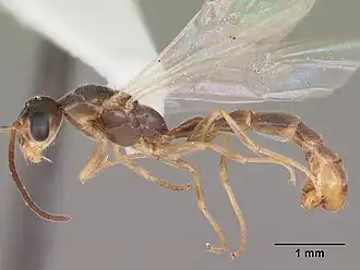 Pseudomyrmex seminole
