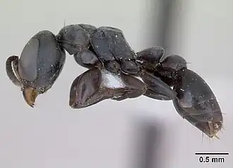 Pseudomyrmex sericeus