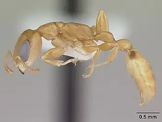 Pseudomyrmex simplex