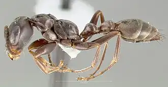 Pseudomyrmex simulans