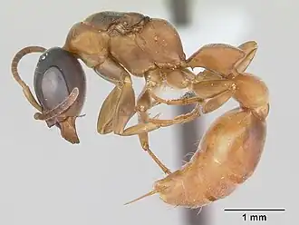 Pseudomyrmex tenuis