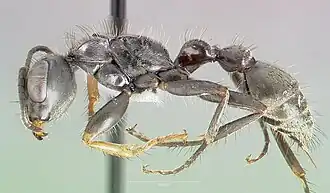 Pseudomyrmex unicolor