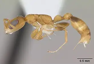 Pseudomyrmex urbanus