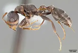 Pseudomyrmex veneficus