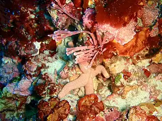 Pseudonepanthia troughtoni