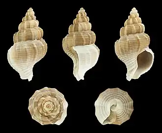 Pseudoneptunea varicosa