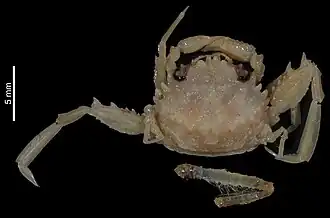 Pseudopalicus acanthodactylus