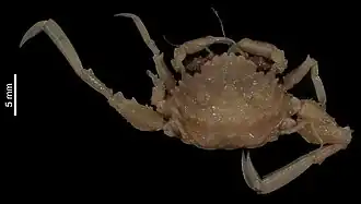 Pseudopalicus declivis