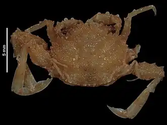 Pseudopalicus pictus