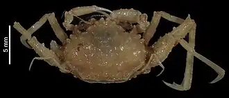 Pseudopalicus undulatus