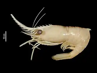 Pseudopandalus curvirostris