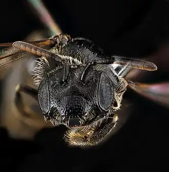 Pseudopanurgus labrosiformis