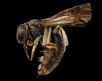 Pseudopanurgus rugosus