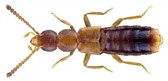 Pseudopasilia testacea