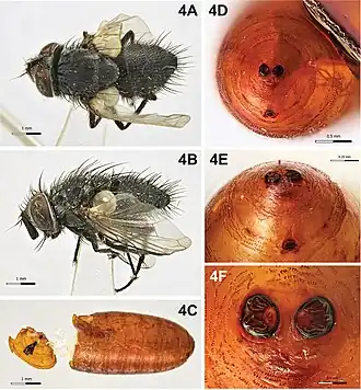 Pseudoperichaeta nigrolineata