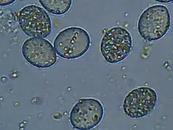 Sporangiën en sporangiosporen