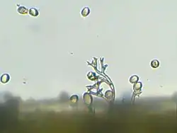 Sporangiofoor en sporangiën